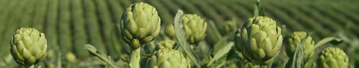 Artichokes and Abalone