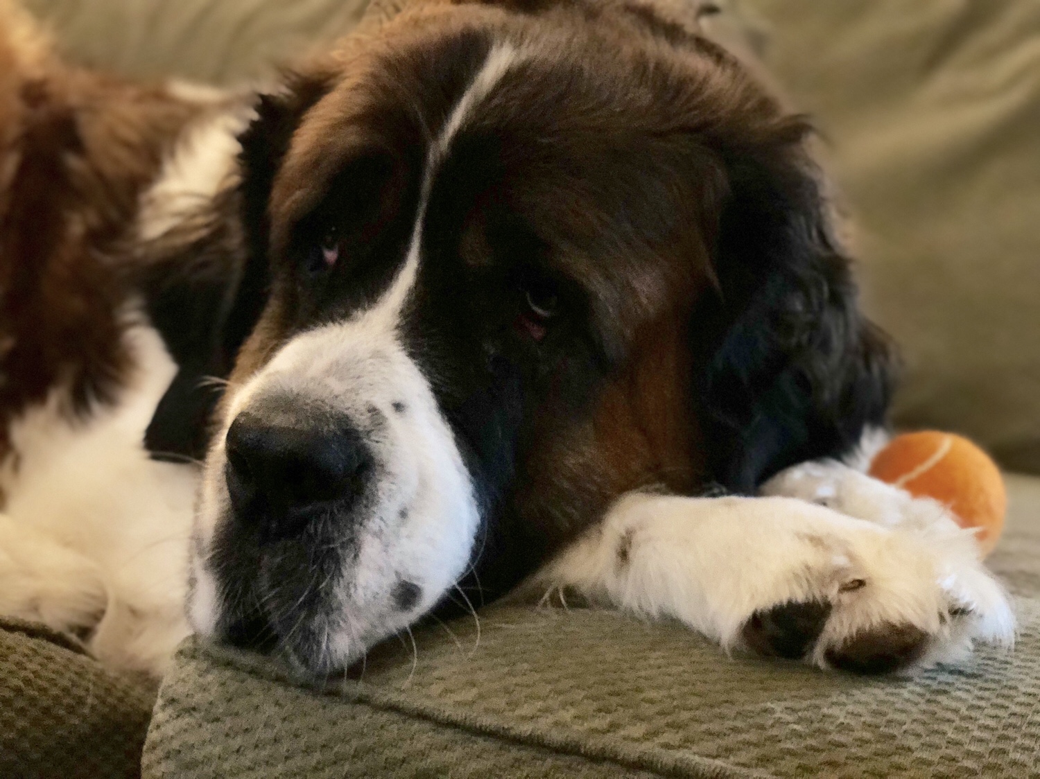 No one plays with Jörge like daddy did. 