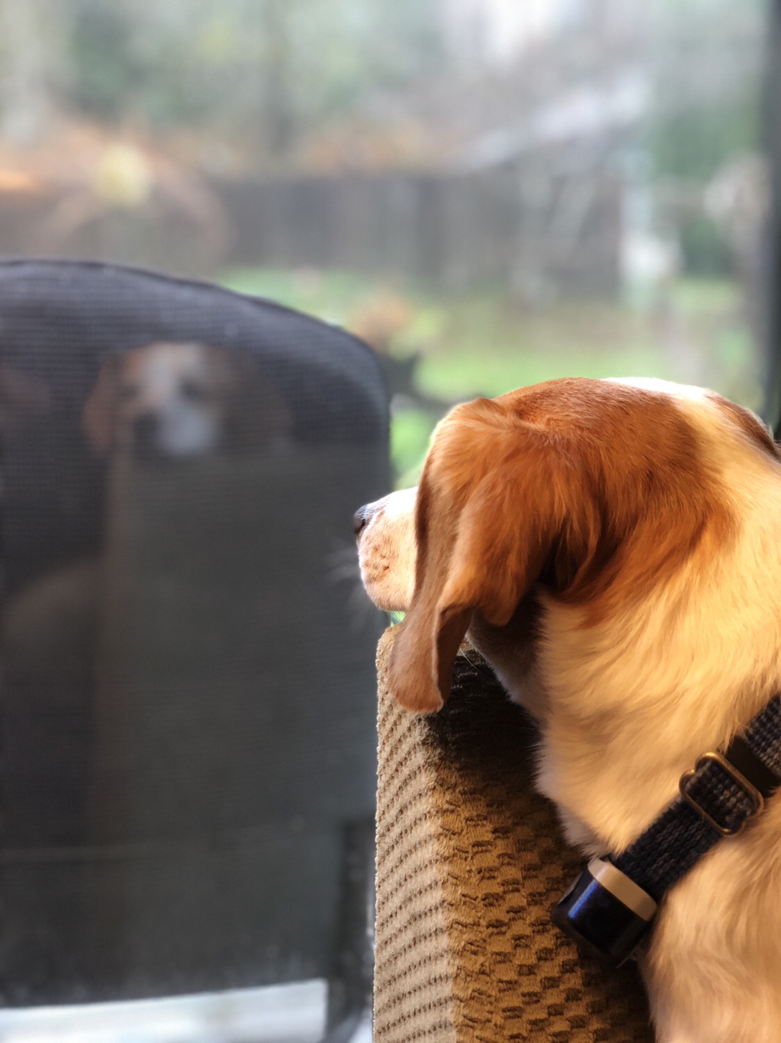 Mr. Timmy Timmerson reflects